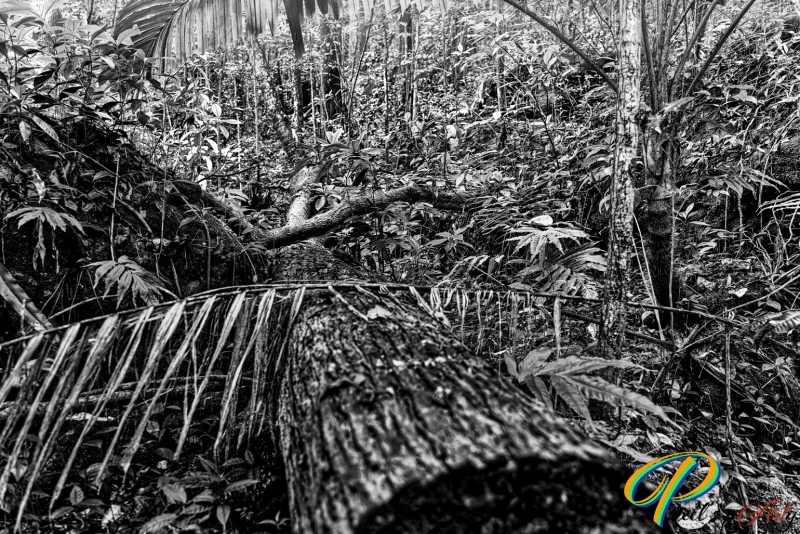 PAP5715__V1_BW