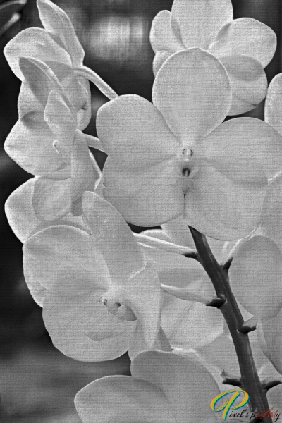 DSC2255-1_Paint-BW