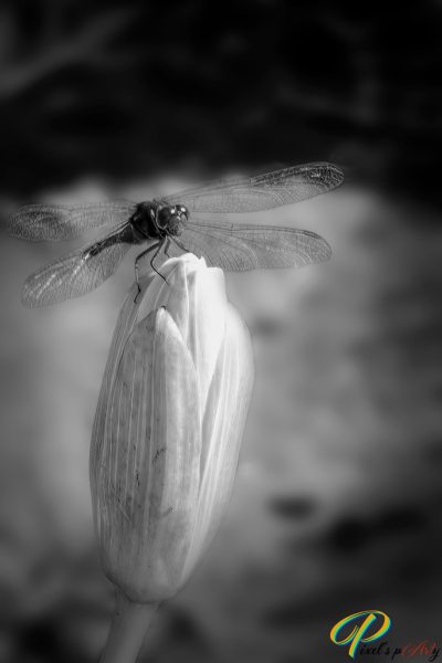 DSC2257-1_BW