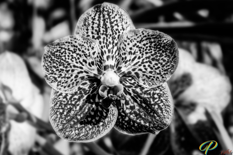DSC2260-1_BW