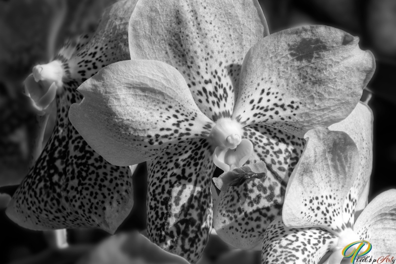 DSC2266-1_BW