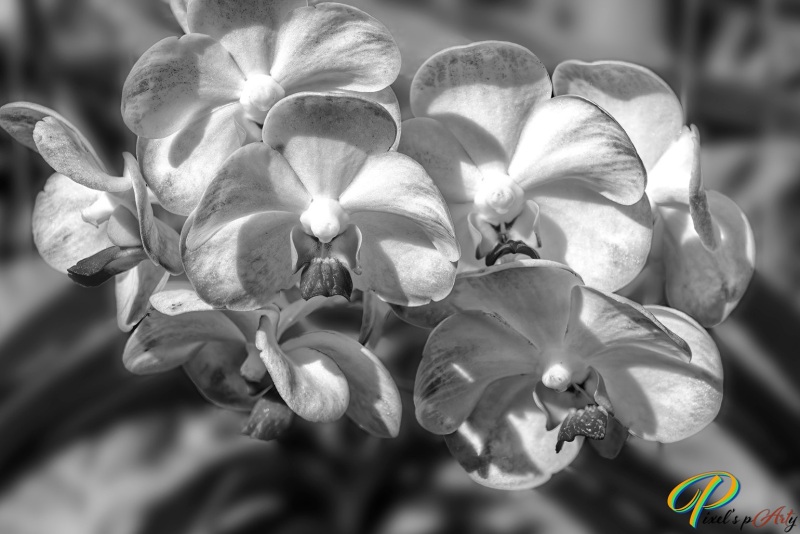 DSC2271-1_BW