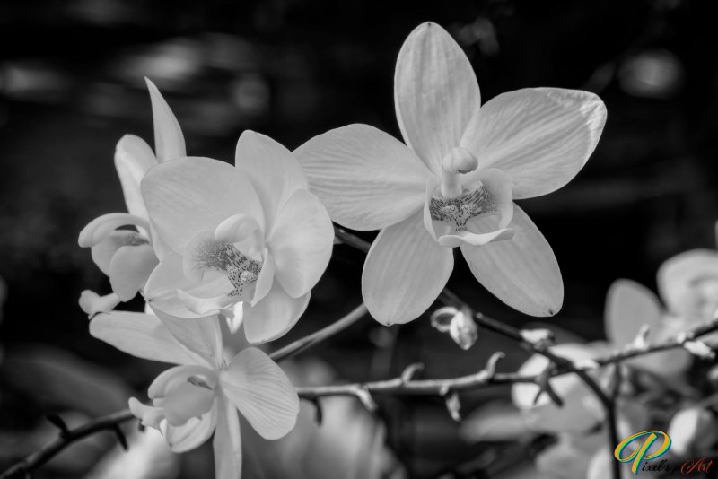 DSC2277-1_BW