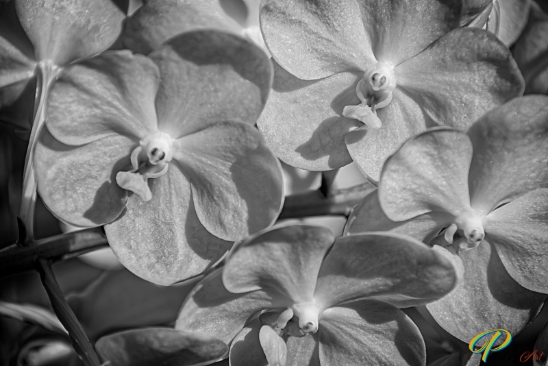 DSC2299-1_BW