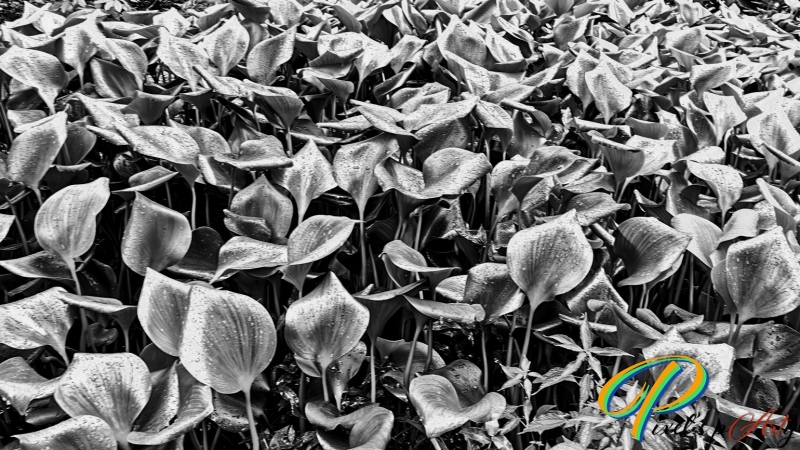 DSC8274_BW