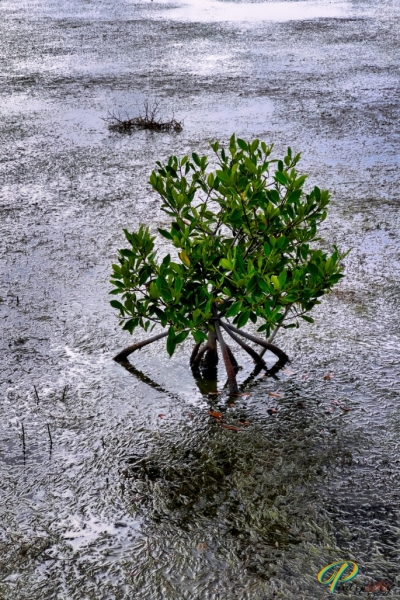 IMG_3422-Avec-accentuation-1