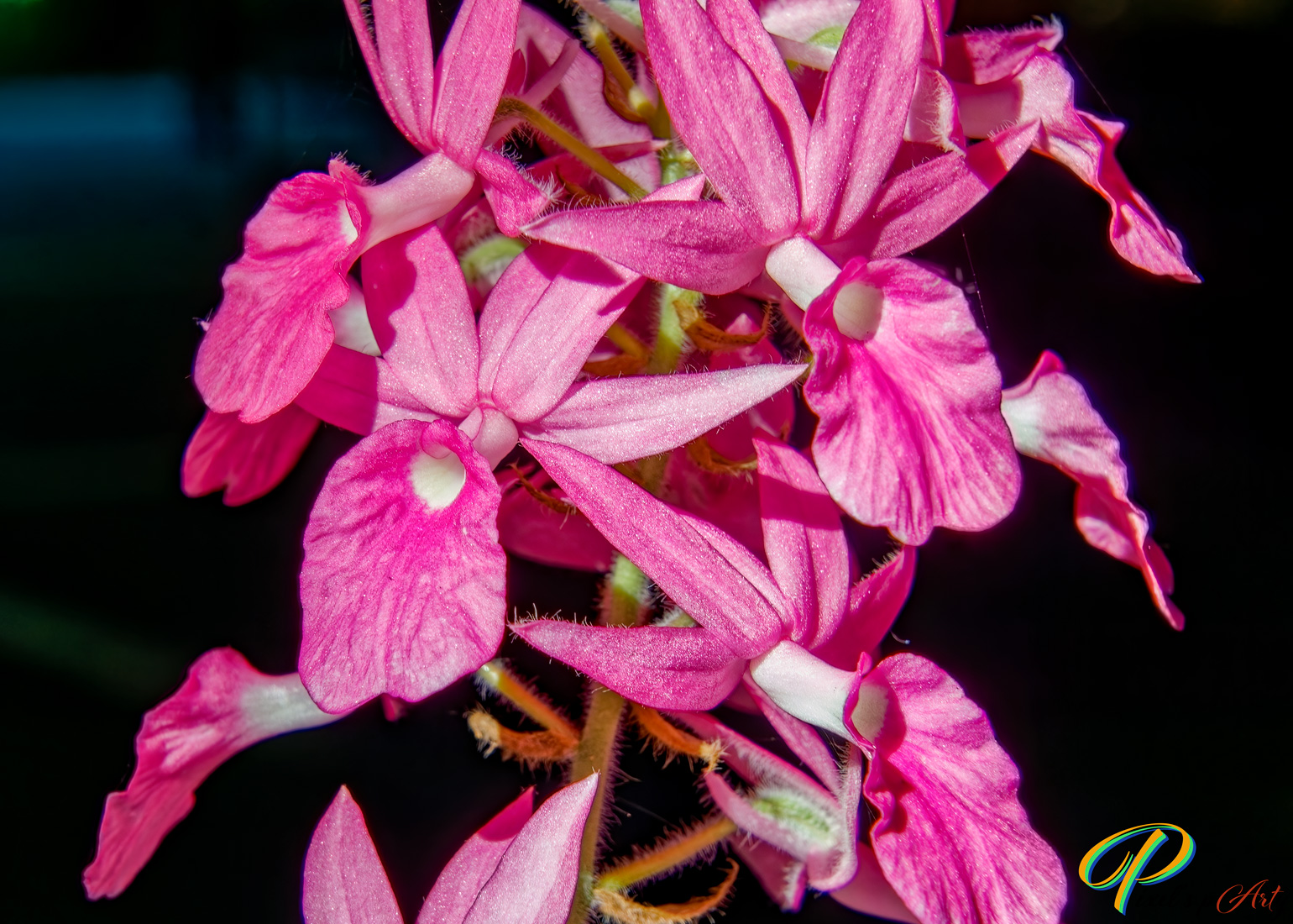 Fleurs des tropiques