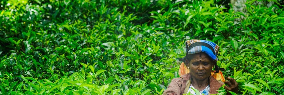 SRI Lanka récolte du thé